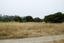 Photo taken at Twin Lakes State Park, Santa Cruz County © 2007 Dylan Neubauer.  